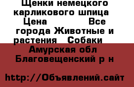 Щенки немецкого карликового шпица › Цена ­ 20 000 - Все города Животные и растения » Собаки   . Амурская обл.,Благовещенский р-н